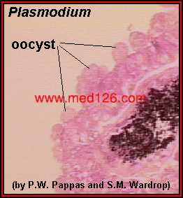 plasmodium_oocyst_1.gif (40761 ֹ(ji))